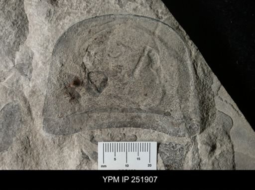Eurypterus sp.