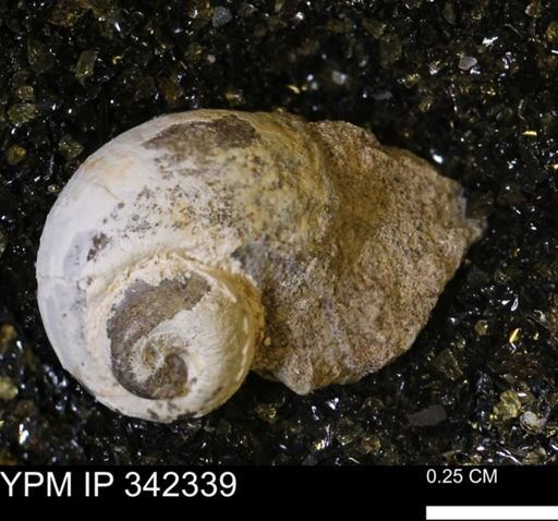 Euspira?