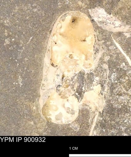 undet. Scaphitidae