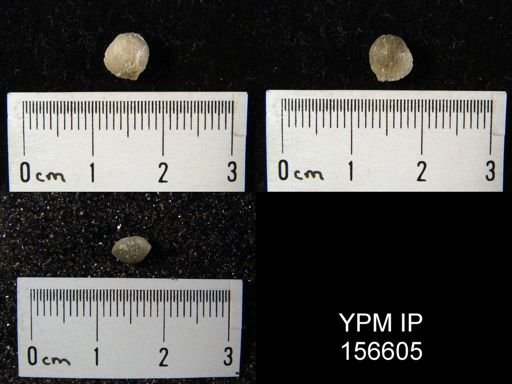 Zygospira recurvirostra