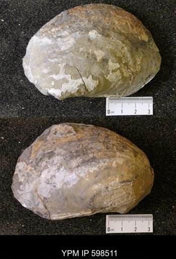 Inoceramus sp.