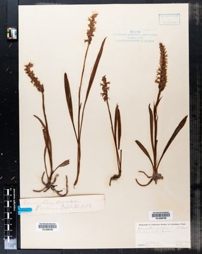 Spiranthes cernua