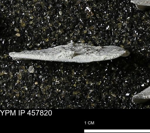 Strophodonta sp.