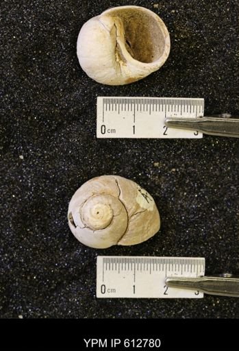 Vanikoropsis sp.