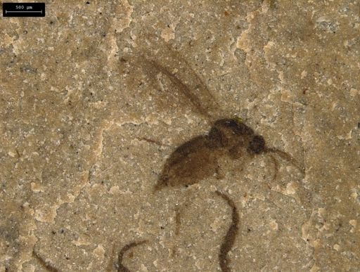 Diptera?