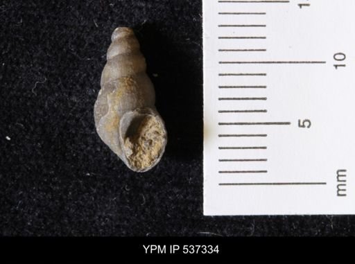 Goniobasis ortmanni