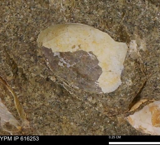 Protocardia subquadrata
