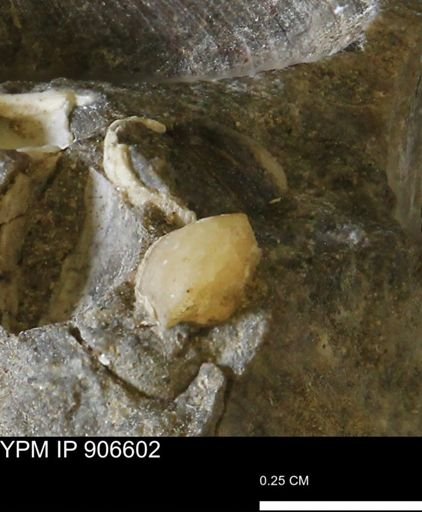 undet. Bivalvia