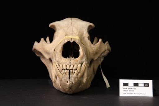 Ursus arctos