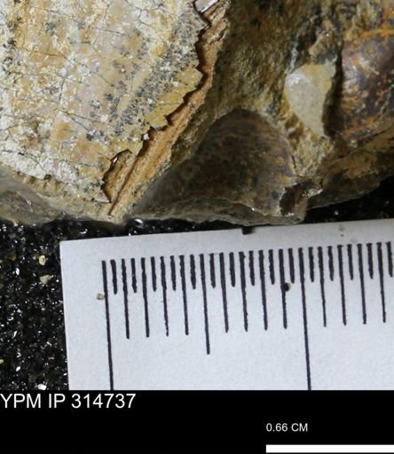 undet. Bivalvia
