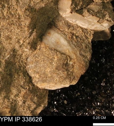 Protocardia subquadrata