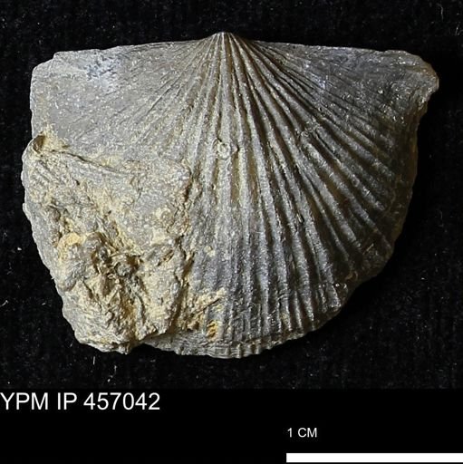 Stropheodonta sp.