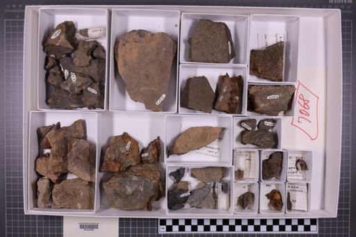 mixed taxa, stratigraphic collection