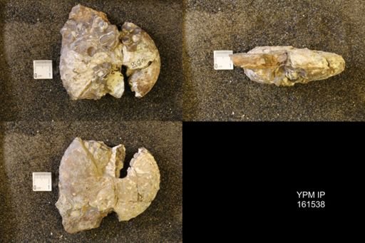 Discoscaphites gulosus