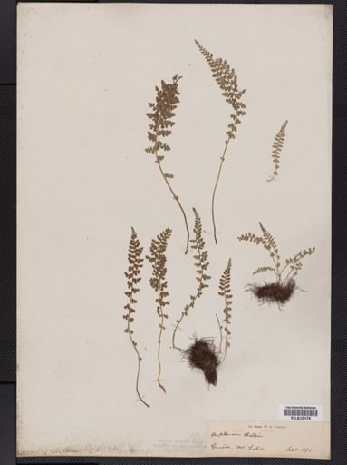 Asplenium