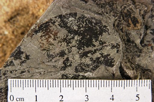 Inga pseudinsignis