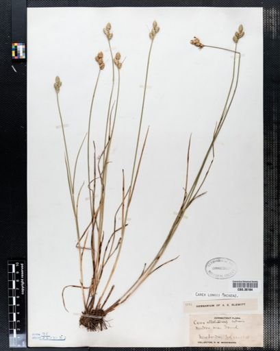 Carex longii