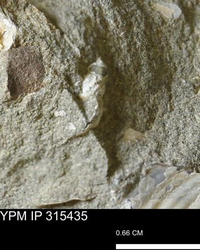 undet. Gastropoda