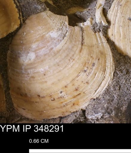 Limopsis striatopunctatus