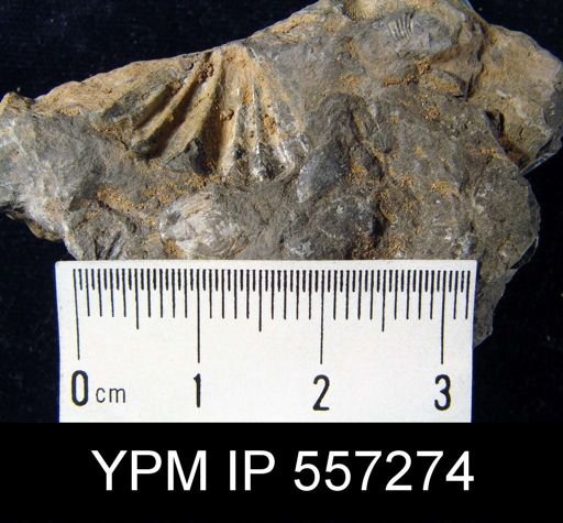 Spirifer octocostatus
