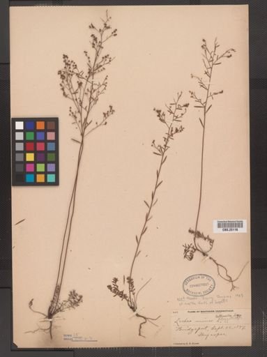 Lechea leggettii