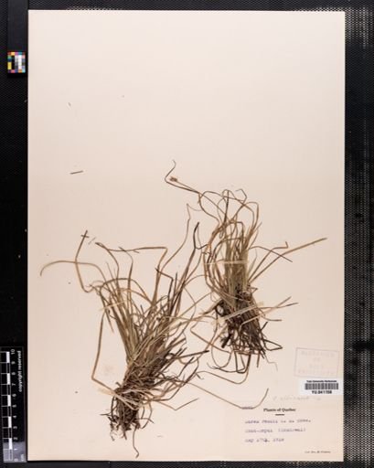 Carex peckii
