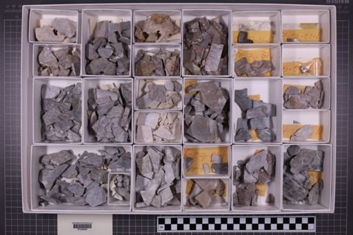 mixed taxa, stratigraphic collection