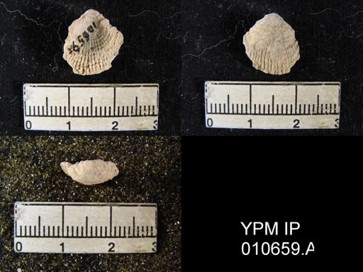 Productus wolfcampensis