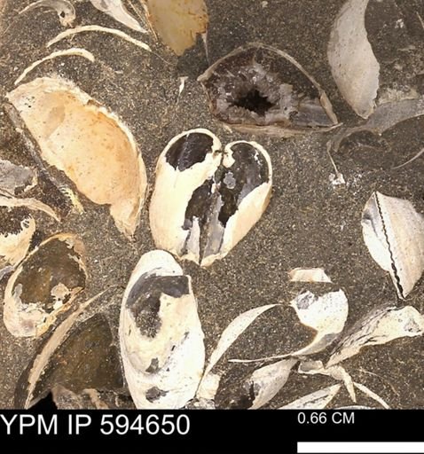Protocardia sp.