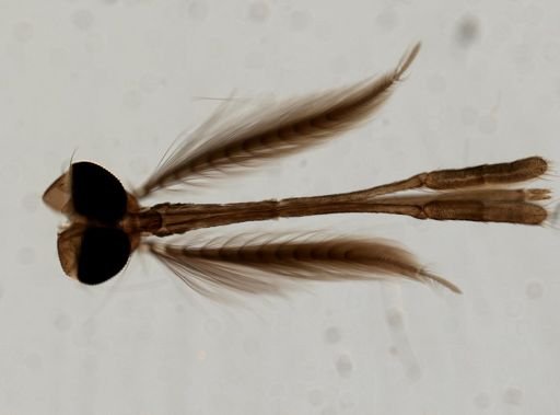 Anopheles