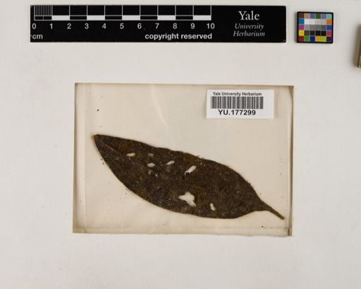 Plantae