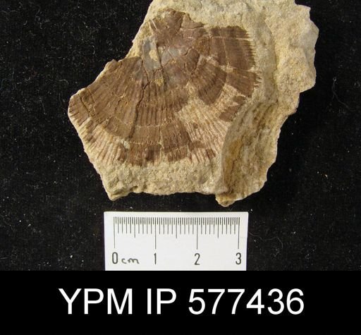 Derbya sp.