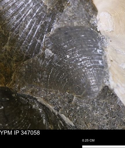 Limopsis striatopunctatus