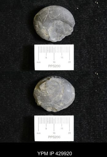 Trepospira rotalia