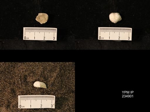 Marginifera fragilis