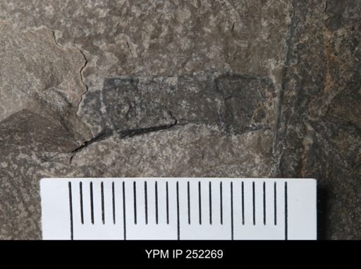 undet. Eurypterida