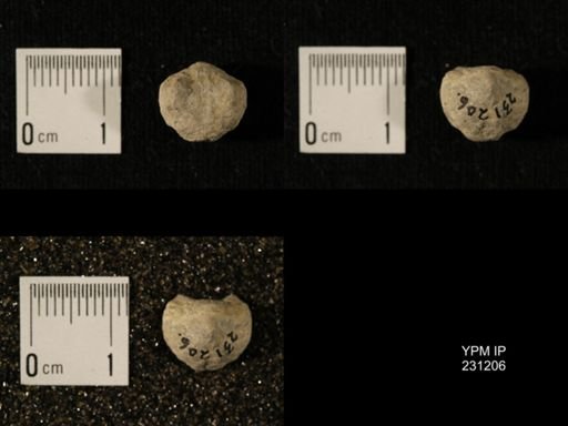 Wellerella osagensis