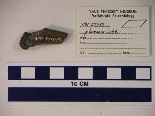 Pterodactylidae