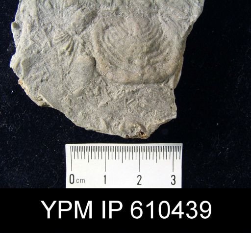 Leptaena rhomboidalis?