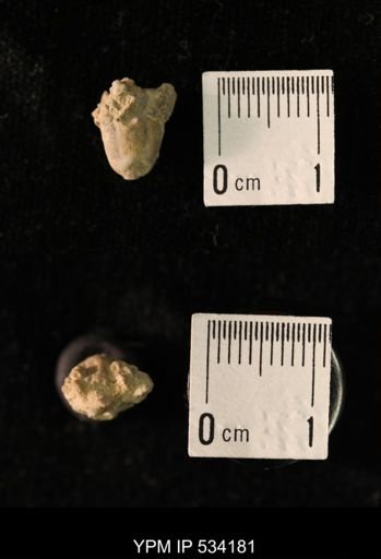 Talarocrinus sp.