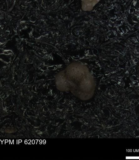 undet. Rugoglobigerinidae
