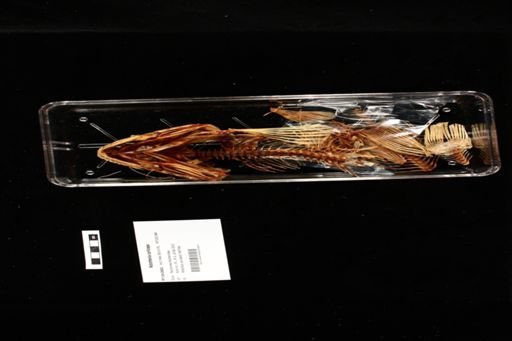 Notothenia coriiceps