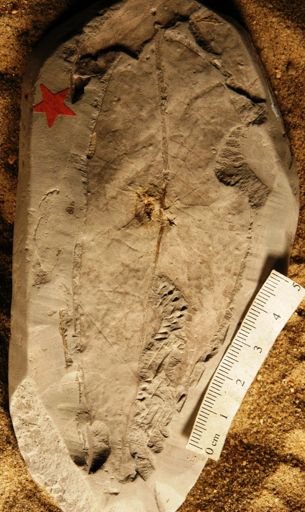 Celastrophyllum grandifolium