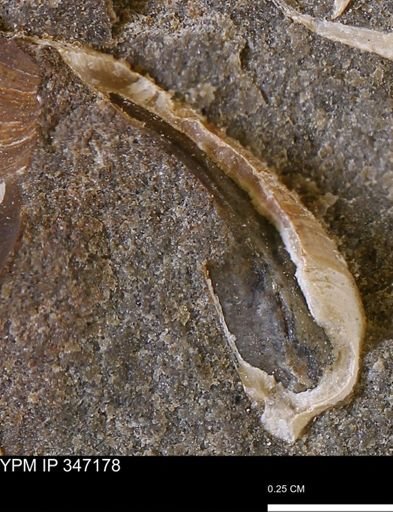 undet. Bivalvia