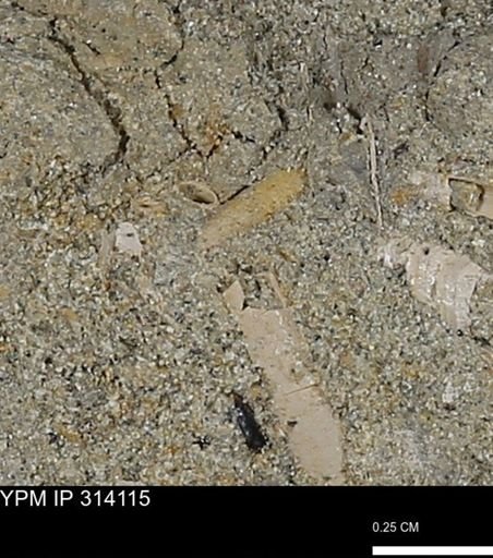 undet. Scaphopoda