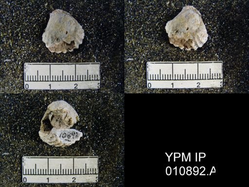 Meekella attenuata