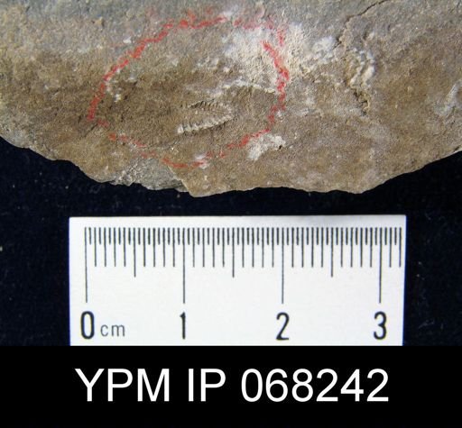 undet. Brachiopoda