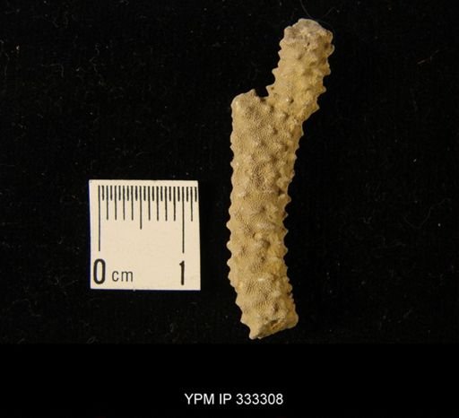 Hallopora ramosa