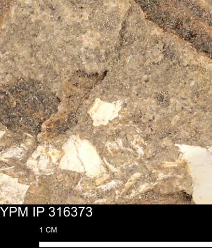 undet. Mollusca