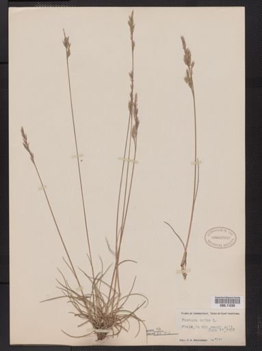 Festuca ovina